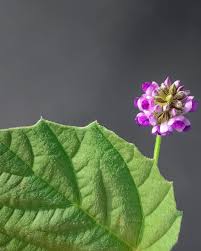 Image result for Psoralea