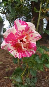 Beautiful Surprise In The Rose Garden Of Our New Home Gardening Garden Diy Home Flowers Roses Nature Landscaping Horti Beautiful Flowers Rose Flowers