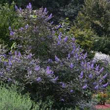 Image result for Vitex