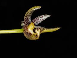 Image result for Bulbophyllum kivuense