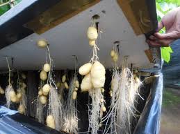 Hasil gambar untuk Aeroponik