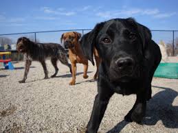 Treat your dog to a day of fun with his or her furry friends. Adult Daycare The Dog Den The Puppy Den
