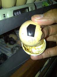 Penyebab telur ayam tidak menetas, antara lain : Pengalamanku Berbagi Yang Saya Alami Mengenai Breeding Page 4