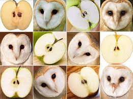 lot of animals look exactly like food showoff club コーギー かわいい 動物おもしろ画像 アニマルキングダム