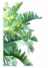 Green Leaf Png Clipart Tropical Leaves Transparent Background Transparent Png Download 800x120 Plant Painting Tropical Leaves Plant Illustration