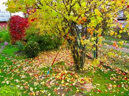 Работы в саду и огороде осенью: сентябрь, октябрь, ноябрь | Новости  Ульяновска. Смотреть онлайн