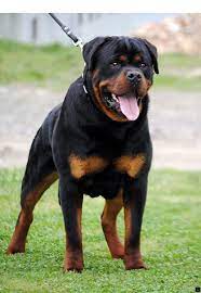 absent potty train dog doginstagram dogcollarnecklace rottweiler rottweiler dog dogs