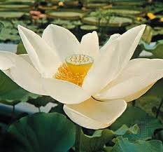 Image result for Lotus