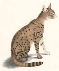 The asiatic wildcat (felis lybica ornata) is an african wildcat subspecies that occurs from the eastern caspian sea north to kazakhstan, into western india, western china and southern mongolia. Asiatic Wildcat Simple English Wikipedia The Free Encyclopedia