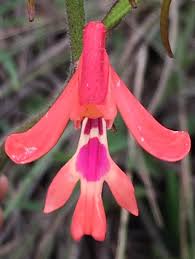 Image result for Cynorkis brevicalcar