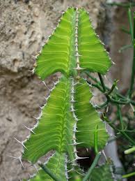 Image result for Euphorbia cooperi