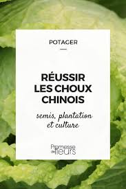 Reussir La Culture Des Choux Chinois Chou Chinois Choux Astuce Jardin