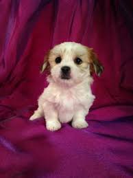 Teddy bear dogs and puppies do not shed but they require maintenance with regular grooming. Teddy Bears For Sale In Iowa For 675 Puppies Are A Short Trip From Illinois And Wisconsin