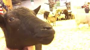 Good availability and great rates. A Look At Houston Rodeo Petting Zoo Animals Youtube