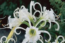 Image result for Ismene