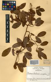 Image result for Monanthotaxis parvifolia