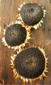 Dried Sunflower Heads Etsy Sunflower Head Dried Sunflowers Sunflower