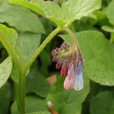 Image result for Hippocratea graciliflora