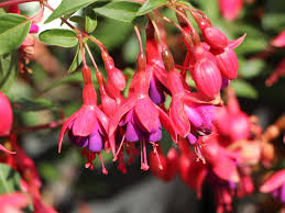 Maybe you would like to learn more about one of these? Scharlach Fuchsie Winterharte Fuchsie Tom Thumb Fuchsia Magellanica Tom Thumb Baumschule Horstmann