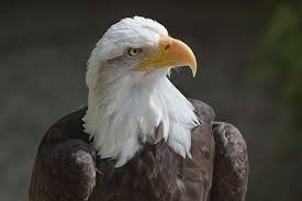 Birds Of Prey Wikipedia Indonesia Bald Eagle Wikipedia Bald Eagle Haliaeetus Leucocephalus Eagle
