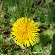 Image result for Taraxacum sp.