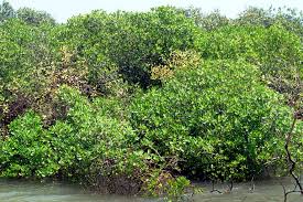 Image result for Lumnitzera racemosa