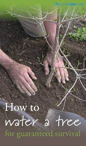 How To Water A Tree For Guaranteed Survival Tree Care Tree Transplanting Trees To Plant