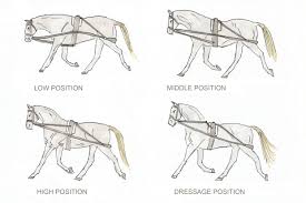 A lunge cavesson is made from webbing or leather and has a. Lunging Step By Step Equishop Equestrian Shop