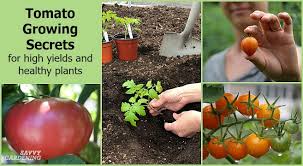 You can use a paintbrush instead of an insect but it would be very tedious if you have a lot of tomato plants. Tomato Growing Secrets For Big Yields And Healthy Plants