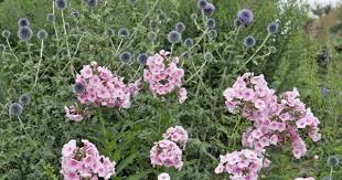 Phlox Gestaltungsideen Furs Beet Blumen Stauden Flammenblume Ziergarten