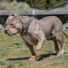 Xl Xxl American Bullies Swagkennels Added A Photo To Their Instagram Account How About Whole Litter Of Lilac Tri Puppies In 2020 American Bully Bully Dog Puppies