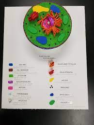 Check spelling or type a new query. Foundation Academy A Twitter Students In Mrs Bundy S 5th Grade Science Class Recently Learned More About Plant And Animal Cells By Creating 3d Models Faisfamily Falearns Https T Co 0exlceti2z Twitter