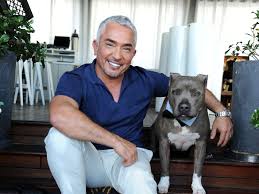 Cesar Millan Accused of Covering up His Pitbull's Attacks: Report -  Business Insider