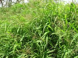 Image result for Panicum deustum