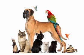 Perform highly realistic surgery take care of cats, dogs, tigers and many other pets & animals unlock all types of buildings (operating rooms, mri, pet salon, ambulance garage and more) achieve more than 21. Happy Tails Veterinary Hospital