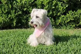 The schnauzer is known to do well in various sporting activities, especially defense dog trials. Miniature Schnauzer Temperament Personality Canna Pet