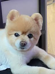 紀念牆| 活到老寵到老