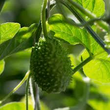 Image result for Cucumis anguria