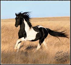 Black White And Brown Paint Horses Pin By Lucka Ron On Keep Horses Beautiful Horses Pretty Horses
