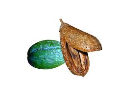 Image result for Schrebera