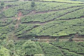 Perkebunan teh ini berada di lereng timur dari gunung cakrabuana dan berbatasan. Perkebunan Teh Cula Mega Knpi Desa Cipasung Lemahsugih