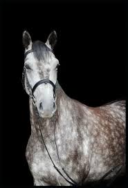 The modern oldenburg is managed by the association of breeders of the oldenburger horse, which enacts strict selection of breeding stock to ensur. Ihr Pferd Montreal Ein Oldenburger Springpferd Wallach Schimmel Alter 2009 Abstammung Kassandra Grapaldi Mon Horses Horse Photography Beautiful Horses