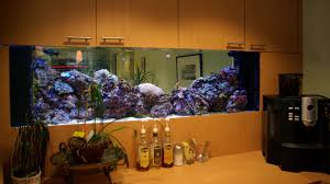 In a bowl where you have provided maximized surface, are agitating the water and providing filtration, and have the bowl covered, water changes can usually be reduced to twice weekly. Blue Planet Aquarium Custom Aquarium Aquarium Service Company Cutting Edge Aquariums And Services