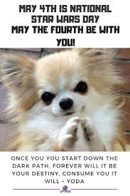 Chihuahua Memes Find More Cute Chihuahua Photos Videos And Expert Chihuahua Health Nutrition Training And Chihuahua Photos Chihuahua Funny Cute Chihuahua