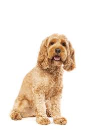 Cockapoo Dog Breed & Adoption Info | Petfinder