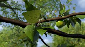 We did not find results for: Oranges Growing Timelapse Stock Video Video Of Oranges 45797589