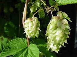 чем лечить варикозное расширение вен на ногах в домашних условиях Lechenie Varikoza Ven Na Nogah Varikoznoe Rasshirenie Ven Lechenie V Domashnih Usloviyah Metki Beremennyj Noga Ubirat Kak Varikoz Varikoz Celebnye Travy Lekarstvennye Rasteniya