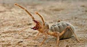 Camel spiders often run after people because they're trying to stay in the shade of the person's shadow. Pin En A Bugs Life