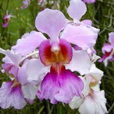 Vanda Miss Joaquim Agnes The National Flower Of Singapore Orchids Beautiful Orchids Orchid Plants