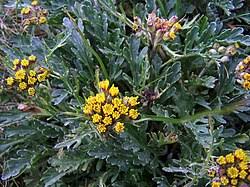 Image result for Senecio pleistocephalus